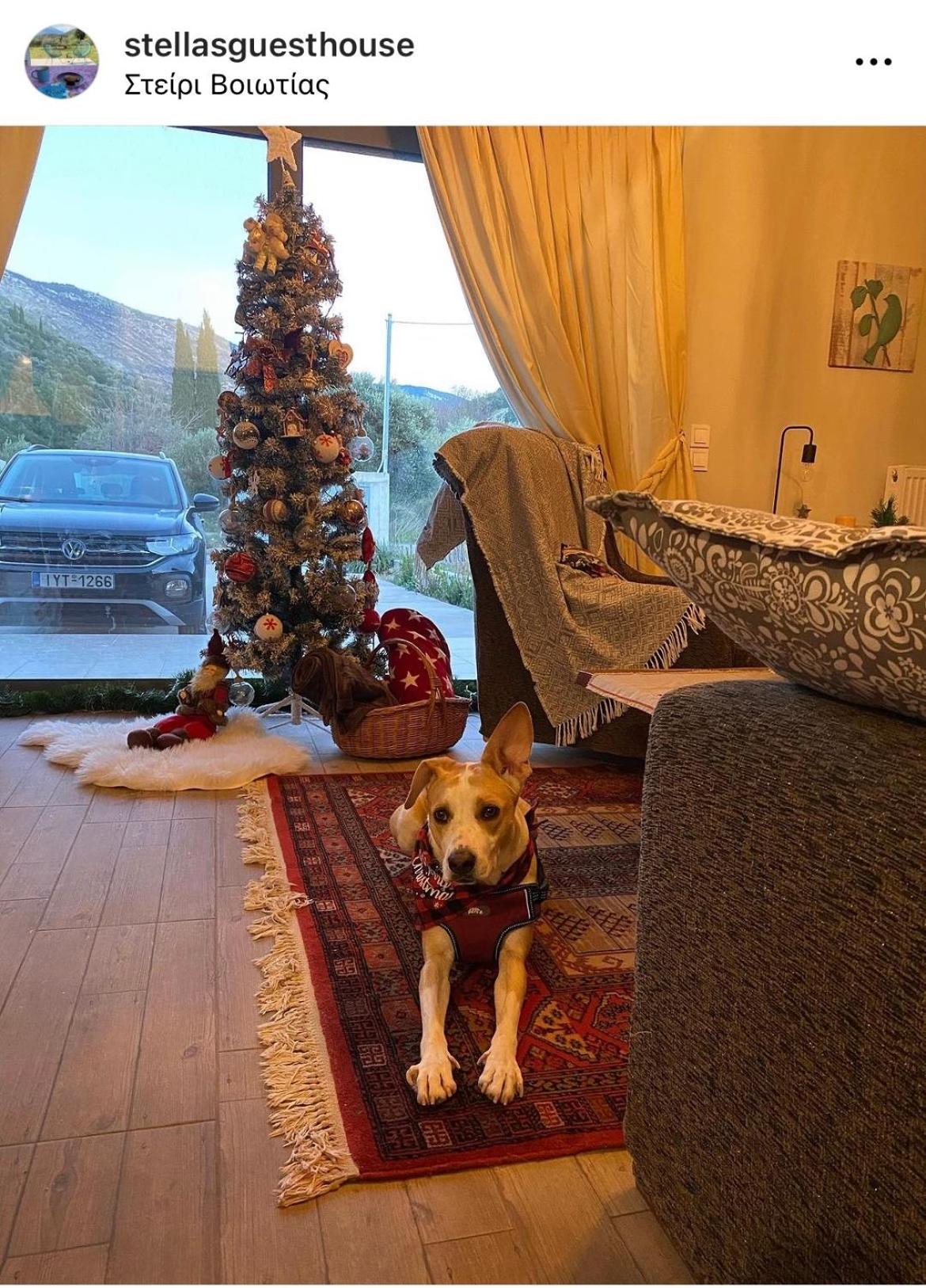 Stellas Guesthouse Near Arachova Stírion 외부 사진